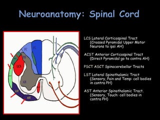 LCS Lateral Corticospinal Tract
(Crossed Pyramidal Upper Motor
Neurons to ipsi AH)
ACST Anterior Corticospinal Tract
(Direct Pyramidal go to contra AH)
PSCT ASCT Spinocerebellar Tracts
LST Lateral Spinothalamic Tract
(Sensory, Pain and Temp: cell bodies
in contra PH)
AST Anterior Spinothalamic Tract.
(Sensory, Touch: cell bodies in
contra PH)
 