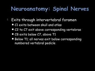  Exits through intervertebral foramen
 C1 exits between skull and atlas
 C2 to C7 exit above corresponding vertebrae
 C8 exits below C7, above T1
 Below T1; all nerves exit below corresponding
numbered vertebral pedicle
 