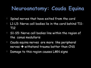  Spinal nerves that have exited from the cord
 L1-L5: Nerve cell bodies lie in the cord behind T11-
T12
 S1-S5: Nerve cell bodies line within the region of
the conus medullaris
 Cauda equina nerves are more like peripheral
nerves  withstand trauma better than CNS
 Damage to this region causes LMN signs
 