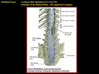 Modified From: Lockhart RD; Hamilton GF; Fyfe FW.
Anatomy of the Human Body. JB Lippincott Company
 