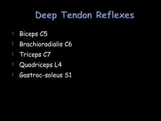  Biceps C5
 Brachioradialis C6
 Triceps C7
 Quadriceps L4
 Gastroc-soleus S1
 