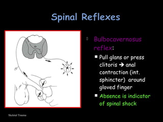 Bulbocavernosus
reflex:
 Pull glans or press
clitoris  anal
contraction (int.
sphincter) around
gloved finger
 Absence is indicator
of spinal shock
Skeletal Trauma
 