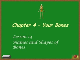 Chapter 4 – Your Bones Lesson 14 Names and Shapes of Bones 