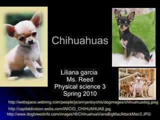 Chihuahuas Liliana garcia  Ms. Reed Physical science 3 Spring 2010 / / http://capitaldivision.webs.com/INICIO_CHIHUAHUAS.jpg http://webspace.webring.com/people/ja/annjantoychis/dogimages/chihuahuadog.jpeg http://www.dogbreedinfo.com/images18/ChihuahuaViansBigMacAttackMac3.JPG 