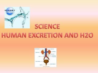 SCIENCE,[object Object],HUMAN EXCRETION AND H2O,[object Object]