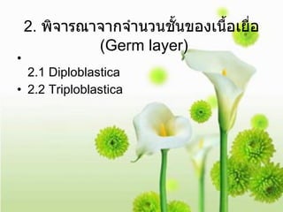 2.  พิจารณาจากจำนวนชั้นของเนื้อเยื่อ   (Germ layer) 2.1 Diploblastica 2.2 Triploblastica  