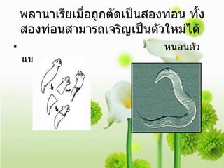 พลานาเรียเมื่อถูกตัดเป็นสองท่อน ทั้งสองท่อนสามารถเจริญเป็นตัวใหม่ได้  หนอนตัวแบน 