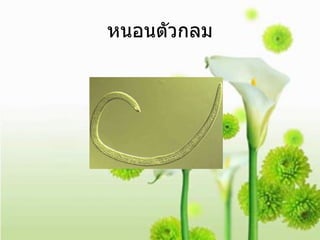 หนอนตัวกลม 