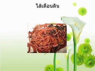 ไส้เดือนดิน 