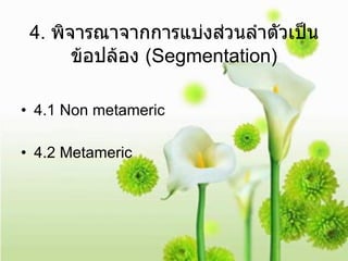 4.  พิจารณาจากการแบ่งส่วนลำตัวเป็นข้อปล้อง  (Segmentation) 4.1 Non metameric  4.2 Metameric  