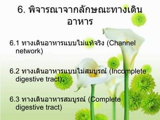 6.  พิจารณาจากลักษณะทางเดินอาหาร 6.1  ทางเดินอาหารแบบไม่แท้จริง  (Channel network)  6.2  ทางเดินอาหารแบบไม่สมบูรณ์  (Incomplete digestive tract)  6.3  ทางเดินอาหารสมบูรณ์  (Complete digestive tract) 