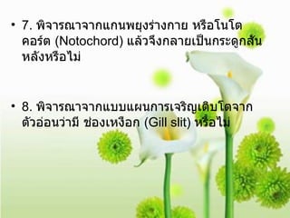 7.  พิจารณาจากแกนพยุงร่างกาย หรือโนโตคอร์ต  (Notochord)  แล้วจึงกลายเป็นกระดูกสันหลังหรือไม่ 8.  พิจารณาจากแบบแผนการเจริญเติบโตจากตัวอ่อนว่ามี ช่องเหงือก  (Gill slit)  หรือไม่ 