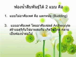 ฟองน้ำสืบพันธุ์ได้  2  แบบ คือ แบบไม่อาศัยเพศ คือ แตกหน่อ  (Budding) แบบอาศัยเพศ โดยอาศัยเซลล์  Archeocyte  สร้างอสุจิกับไข่มาผสมกัน เกิดไซโกต กลายเป็นฟองน้ำต่อไป 