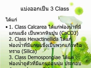 แบ่งออกเป็น  3 Class  ได้แก่ 1. Class Calcarea  ได้แก่ฟองน้ำที่มีแกนแข็ง เป็นพวกหินปูน  (CaCO3) 2. Class Hexactinellida  ได้แก่ฟองน้ำที่มีแกนแข็งเป็นพวกแก้วหรือทราย  (Silica) 3. Class Demospongiae  ได้แด่ฟองน้ำถูตัวที่มีแกนอ่อนนุ่ม ประกอบด้วยสารประเภท  Scleroprotien 