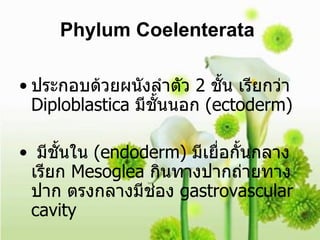 Phylum Coelenterata   ประกอบด้วยผนังลำตัว  2  ชั้น เรียกว่า  Diploblastica  มีชั้นนอก  (ectoderm) มีชั้นใน  (endoderm)  มีเยื่อกั้นกลางเรียก  Mesoglea  กินทางปากถ่ายทางปาก ตรงกลางมีช่อง  gastrovascular cavity  