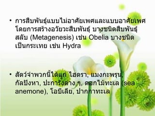 การสืบพันธุ์แบบไม่อาศัยเพศและแบบอาศัยเพศ โดยการสร้างอวัยวะสืบพันธุ์ บางชนิดสืบพันธุ์สลับ  (Metagenesis)  เช่น  Obelia  บางชนิดเป็นกระเทย เช่น  Hydra  สัตว์จำพวกนี้ได้แก่ ไฮดรา ,  แมงกะพรุน ,  กัลปังหา ,  ปะการังต่าง ๆ ,  ดอกไม้ทะเล  (sea anemone),  โอบีเลีย ,  ปากกาทะเล 