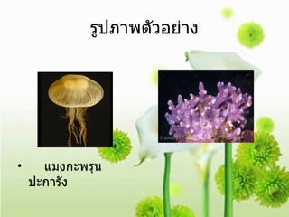 รูปภาพตัวอย่าง แมงกะพรุน  ปะการัง  