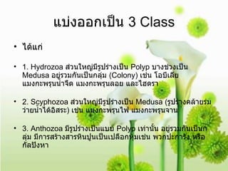 แบ่งออกเป็น  3 Class ได้แก่ 1. Hydrozoa  ส่วนใหญ่มีรูปร่างเป็น  Polyp  บางช่วงเป็น  Medusa  อยู่รวมกันเป็นกลุ่ม  (Colony)  เช่น โอบีเลีย แมงกะพรุนน้ำจืด แมงกะพรุนลอย และไฮดรา 2. Scyphozoa  ส่วนใหญ่มีรูปร่างเป็น  Medusa ( รูปร่างคล้ายร่ม ว่ายน้ำได้อิสระ )  เช่น แมงกะพรุนไฟ แมงกะพรุนจาน 3. Anthozoa  มีรูปร่างเป็นแบบ  Polyp  เท่านั้น อยู่รวมกันเป็นกลุ่ม มีการสร้างสารหินปูนเป็นเปลือกหุ้มเช่น พวกปะการัง หรือ กัลปังหา 