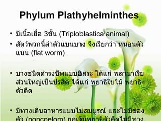 Phylum Plathyhelminthes   มีเนื้อเยื่อ  3 ชั้น  (Triploblastica animal)  สัตว์พวกนี้ลำตัวแบนบาง จึงเรียกว่า หนอนตัวแบน  ( flat worm )  บางชนิดดำรงชีพแบบอิสระ ได้แก่ พลานาเรีย  ส่วนใหญ่เป็นปรสิต ได้แก่ พยาธิใบไม้ พยาธิตัวตืด  มีทางเดินอาหารแบบไม่สมบูรณ์ และไม่มีช่องตัว  ( noncoelom )  ยกเว้นพยาธิตัวตืดไม่มีทางเดินอาหาร  