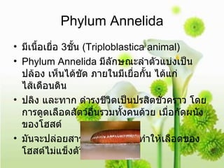 Phylum Annelida มีเนื้อเยื่อ  3 ชั้น  (Triploblastica animal)  Phylum Annelida   มีลักษณะลำตัวแบ่งเป็นปล้อง เห็นได้ชัด ภายในมีเยื่อกั้น ได้แก่ ไส้เดือนดิน  ปลิง และทาก ดำรงชีวิตเป็นปรสิตชั่วคราว โดยการดูดเลือดสัตว์อื่นรวมทั้งคนด้วย เมื่อกัดผนังของโฮสต์  มันจะปล่อยสารชื่อ  hirudin  ที่ทำให้เลือดของโฮสต์ไม่แข็งตัว  