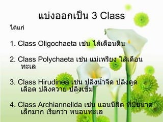 แบ่งออกเป็น  3 Class ได้แก่ 1. Class Oligochaeta  เช่น ไส้เดือนดิน 2. Class Polychaeta  เช่น แม่เพรียง ไส้เดือนทะเล 3. Class Hirudinea  เช่น ปลิงน้ำจืด ปลิงดูดเลือด ปลิงควาย ปลิงเข็ม 4. Class Archiannelida  เช่น แอนนีลิด ที่มีขนาดเล็กมาก เรียกว่า หนอนทะเล 