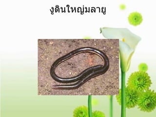 งูดินใหญ่มลายู 