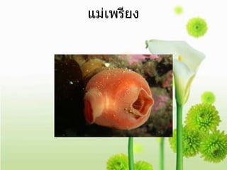 แม่เพรียง 