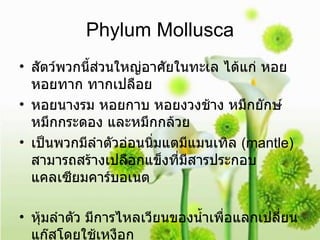 Phylum Mollusca สัตว์พวกนี้ส่วนใหญ่อาศัยในทะเล ได้แก่ หอย หอยทาก ทากเปลือย  หอยนางรม หอยกาบ หอยงวงช้าง หมึกยักษ์ หมึกกระดอง และหมึกกล้วย  เป็นพวกมีลำตัวอ่อนนิ่มแตมีแมนเทิล  ( mantle )  สามารถสร้างเปลือกแข็งที่มีสารประกอบแคลเซียมคาร์บอเนต หุ้มลำตัว มีการไหลเวียนของน้ำเพื่อแลกเปลี่ยนแก๊สโดยใช้เหงือก  
