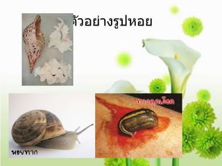ตัวอย่างรูปหอย 