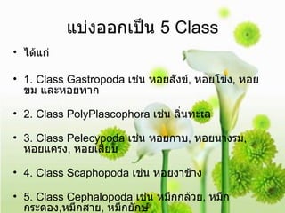 แบ่งออกเป็น  5 Class ได้แก่ 1. Class Gastropoda  เช่น หอยสังข์ ,  หอยโข่ง ,  หอยขม และหอยทาก 2. Class PolyPlascophora  เช่น ลิ่นทะเล 3. Class Pelecypoda  เช่น หอยกาบ ,  หอยนางรม ,  หอยแครง ,  หอยเสียบ 4. Class Scaphopoda  เช่น หอยงาช้าง 5. Class Cephalopoda  เช่น หมึกกล้วย ,  หมึกกระดอง , หมึกสาย ,  หมึกยักษ์ 
