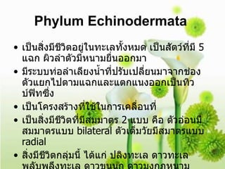 Phylum Echinodermata   เป็นสิ่งมีชีวิตอยู่ในทะเลทั้งหมด เป็นสัตว์ที่มี  5   แฉก ผิวลำตัวมีหนามยื่นออกมา มีระบบท่อลำเลียงน้ำที่ปรับเปลี่ยนมาจากช่องตัวแยกไปตามแฉกและแตกแนงออกเป็นทิวบ์ฟิทซึ่ง เป็นโครงสร้างที่ใช้ในการเคลื่อนที่  เป็นสิ่งมีชีวิตที่มีสมมาตร  2   แบบ คือ ตัวอ่อนมีสมมาตรแบบ  bilateral  ตัวเต็มวัยมีสมาตรแบบ  radial สิ่งมีชีวิตกลุ่มนี้ ได้แก่ ปลิงทะเล ดาวทะเล พลับพลึงทะเล ดาวขนนก ดาวมงกุฏหนาม  