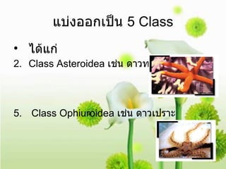 แบ่งออกเป็น  5 Class ได้แก่ Class Asteroidea  เช่น ดาวทะเล Class Ophiuroidea  เช่น ดาวเปราะ 