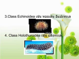 3.Class Echinoidea  เช่น หอยเม่น อีแปะทะเล 4. Class Holothuroidea  เช่น ปลิงทะเล   