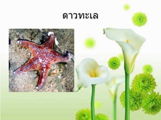 ดาวทะเล 