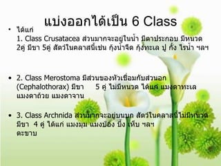 แบ่งออกได้เป็น   6 Class ได้แก่ 1. Class Crusatacea  ส่วนมากจะอยู่ในน้ำ มีตาประกอบ มีหนวด  2 คู่ มีขา  5 คู่ สัตว์ในคลาสนี้เช่น กุ้งน้ำจืด กุ้งทะเล ปู กั้ง ไรน้ำ ฯลฯ 2. Class Merostoma  มีส่วนของหัวเชื่อมกับส่วนอก  (Cephalothorax)  มีขา  5  คู่ ไม่มีหนวด ได้แก่ แมงดาทะเล แมงดาถ้วย แมงดาจาน 3. Class Archnida  ส่วนมากจะอยู่บนบก สัตว์ในคลาสนี้ไม่มีหนวด มีขา  4  คู่ ได้แก่ แมงมุม แมงป่อง บึ้ง เห็บ ฯลฯ  ตะขาบ   