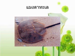 แมงดาทะเล 