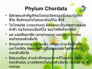 Phylum Chordata มีลักษณะสำคัญที่พบในระยะใดระยะหนึ่งของวัฎจักรชีวิต ซึ่งมักพบในในระยะเอ็มบริโอ ดังนี้ โนโทคอร์ด  ( notochord )  มีลักษณะเป็นแท่งยาวตลอดลำตัว พบในระยะเอ็มบริโอ ของไฟลัมนี้ทุกชนิด  แต่ แอมฟิออกซัส  ( amphioxus )  และปลาปากกลม พบในระยะตัวเต็มวัย  มีท่อประสาทกลวงด้านหลัง เจริญมาจากเนื้อเยื่อชั้นเอกโทเดิร์ม พัฒนาต่อไปเป็นสมองและไขสันหลังในระยะตัวเต็มวัย  มีช่องเหงือก ทำหน้าที่กรองอาหารที่ไหลผ่าน พบในระยะตัวอ่อน บางชนิดพบในระยะตัวเต็มวัย เช่น ฉลาม กระเบน  มีหาง ซึ่งพบเป็นส่วนใหญ่ในสัตว์ไฟลัมนี้  