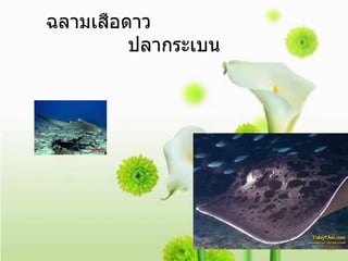 ฉลามเสือดาว  ปลากระเบน 