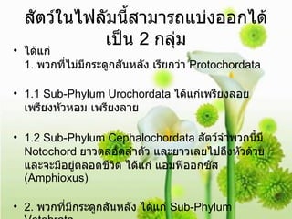 สัตว์ในไฟลัมนี้สามารถแบ่งออกได้เป็น  2  กลุ่ม ได้แก่ 1.  พวกที่ไม่มีกระดูกสันหลัง เรียกว่า  Protochordata 1.1 Sub-Phylum Urochordata  ได้แก่เพรียงลอย เพรียงหัวหอม เพรียงลาย 1.2 Sub-Phylum Cephalochordata  สัตว์จำพวกนี้มี  Notochord  ยาวตลอดลำตัว และยาวเลยไปถึงหัวด้วย และจะมีอยู่ตลอดชีวิต ได้แก่ แอมฟิออกซัส  (Amphioxus) 2.  พวกที่มีกระดูกสันหลัง ได้แก่  Sub-Phylum Vetebrata 