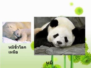 หมีขั้วโลกเหนือ หมีแพนด้า 