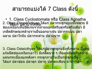 สามารถแบ่งได้  7 Class  ดังนี้   1. Class Cyclostomata  หรือ  Class Agnatha  ได้แก่ ปลาปากกลม  2. Class Chondricthyes  ได้แก่ ปลากระดูกอ่อนทั้งหลาย มีช่องเหงือกเห็นชัดเจนจากภายนอกมีครีบคู่หรือครีบเดี่ยว มีเกล็ดลักษณะคล้ายจานยื่นออกมาเช่น ปลากระเบน ปลาฉลาม ปลาโรนัน ปลากระต่าย ปลาฉนาก   3. Class Osteicthyes  ได้แก่ปลากระดูกแข็งทั้งหลาย มีแผ่นแก้มปิดช่องเหงือกเอาไว้ มีเกล็ดบาง ๆ เรียงเหลื่อมกันคล้ายแผ่นกระเบื้องมุงหลังคา กระดูกภายในเป็นกระดูกแข็ง  ได้แก่ ปลาช่อน ปลาดุก ปลาทู ปลาตะเพียน ม้าน้ำ ฯลฯ   