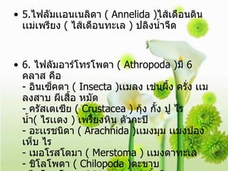 5. ไฟลัมเเอนเนลิดา  ( Annelida ) ไส้เดือนดิน เเม่เพรียง  (  ไส้เดือนทะเล  )  ปลิงน้ำจืด 6.  ไฟลัมอาร์โทรโพดา  ( Athropoda ) มี  6  คลาส คือ  -  อินเซ็คตา  ( Insecta ) เเมลง เช่นผึ้ง ครั่ง เเมลงสาบ ผีเสื้อ หมัด -  ครัสเตเซีย  ( Crustacea )  กุ้ง กั้ง ปู ไรน้ำ (  ไรเเดง  )  เพรียงหิน ตัวกะปิ -  อะเเรชนิดา  ( Arachnida ) เเมงมุม เเมงป่อง เห็บ ไร  -  เมอโรสโตมา  ( Merstoma )  เเมงดาทะเล  -  ชิโลโพดา  ( Chilopoda ) ตะขาบ  -  ไดโพลโพดา  ( Diplopoda )  กิ้งกือ 