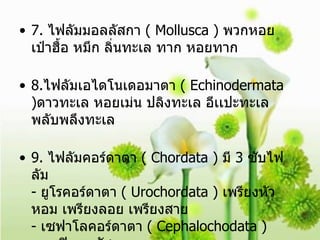 7.  ไฟลัมมอลลัสกา  ( Mollusca )  พวกหอย เป๋าฮื้อ หมึก ลิ่นทะเล ทาก หอยทาก 8. ไฟลัมเอไดโนเดอมาตา  ( Echinodermata ) ดาวทะเล หอยเม่น ปลิงทะเล อีเเปะทะเล พลับพลึงทะเล 9.  ไฟลัมคอร์ดาตา  ( Chordata )  มี  3  ซับไฟลัม  -  ยูโรคอร์ดาตา  ( Urochordata )  เพรียงหัวหอม เพรียงลอย เพรียงสาย  -  เซฟาโลคอร์ดาตา  ( Cephalochodata ) เเอมฟิออกซัส  - วีเตอบารตา  ( Vetebarta)  หมี พังพอน 