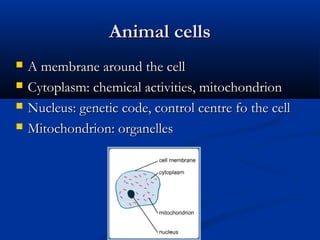 Animal cellsAnimal cells
 A membrane around the cellA membrane around the cell
 Cytoplasm: chemical activities, mitochondrionCytoplasm: chemical activities, mitochondrion
 Nucleus: genetic code, control centre fo the cellNucleus: genetic code, control centre fo the cell
 Mitochondrion: organellesMitochondrion: organelles
 