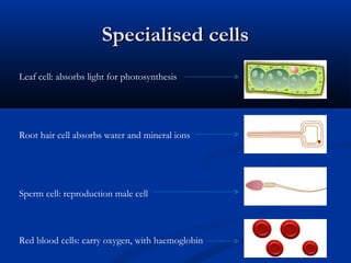 Specialised cellsSpecialised cells
Leaf cell: absorbs light for photosynthesis
Root hair cell absorbs water and mineral ions
Sperm cell: reproduction male cell
Red blood cells: carry oxygen, with haemoglobin
 