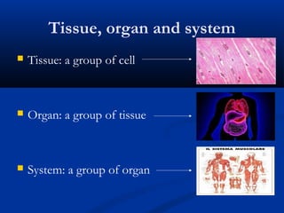 Tissue, organ and system
 Tissue: a group of cell
 Organ: a group of tissue
 System: a group of organ
 