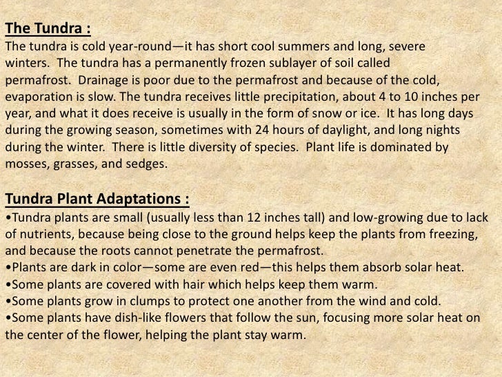 How do plants adapt to the tundra?