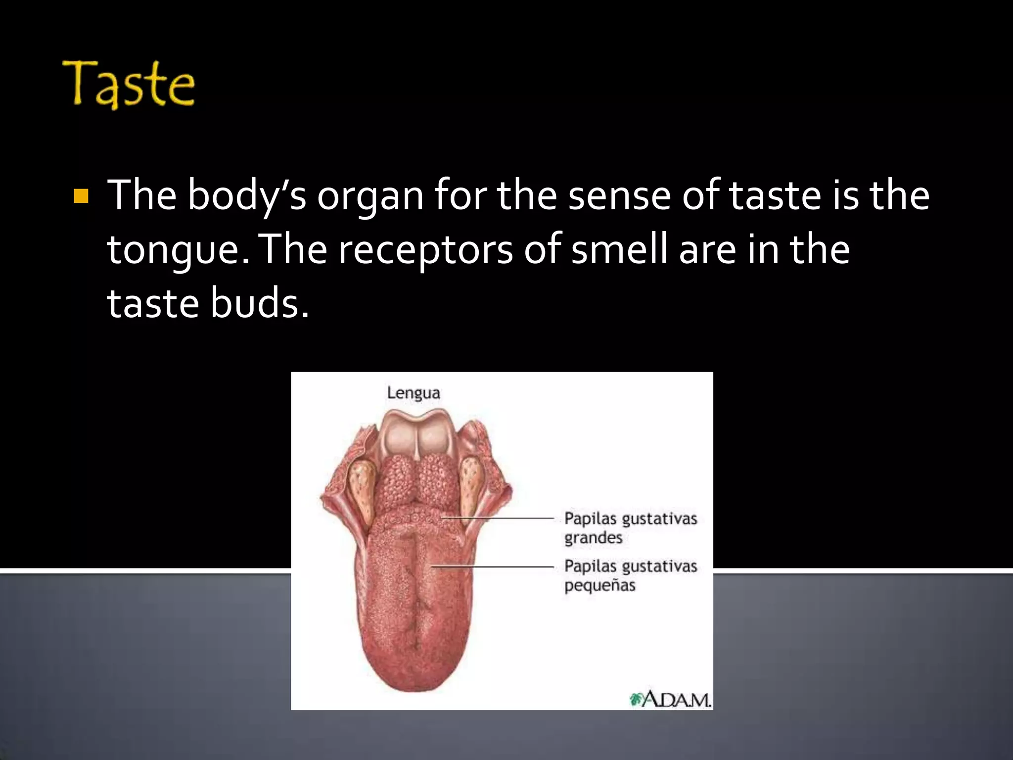    The body’s organ for the sense of taste is the
    tongue. The receptors of smell are in the
    taste buds.
 