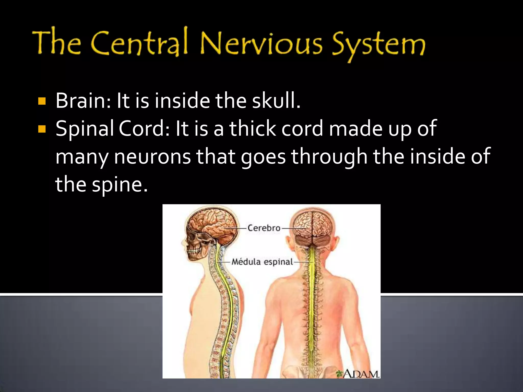   Brain: It is inside the skull.
   Spinal Cord: It is a thick cord made up of
    many neurons that goes through the inside of
    the spine.
 