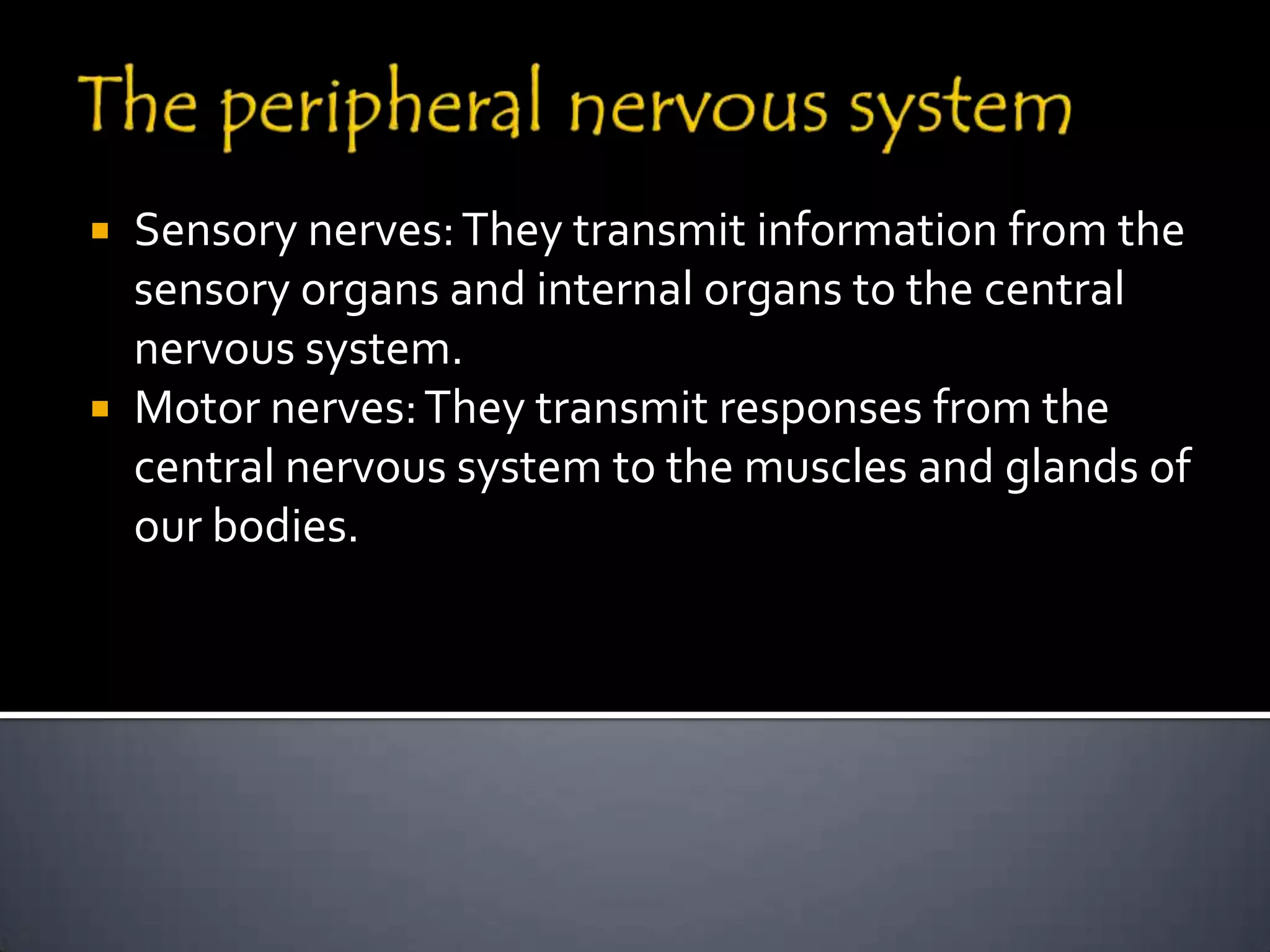  Sensory nerves: They transmit information from the
  sensory organs and internal organs to the central
  nervous system.
 Motor nerves: They transmit responses from the
  central nervous system to the muscles and glands of
  our bodies.
 